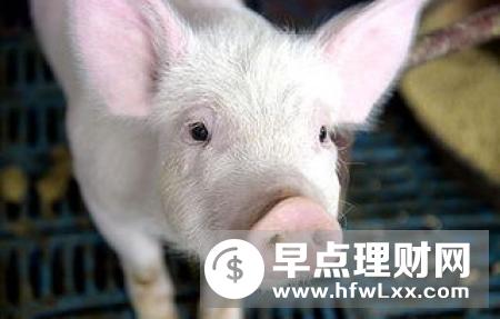 农业农村部推动大场帮小户 千方百计加快恢复生猪生产