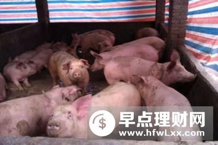 农业农村部推动大场帮小户 千方百计加快恢复生猪生产
